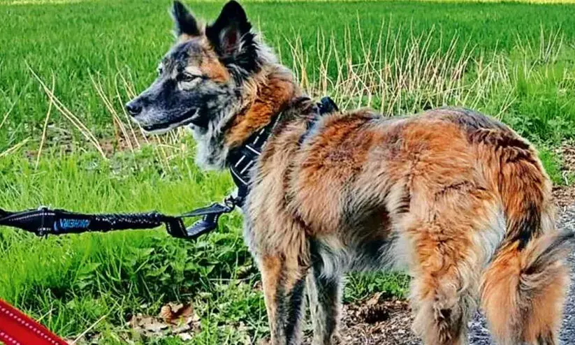 നായ്ക്കളുടെ വിസർജനത്തിനും ഇനി ഉടമകൾ ഉത്തരവാദികൾ; ചണ്ഡീഗഢിൽ അപകടകാരികളായ ഏഴ് ഇനങ്ങളെ നിരോധിച്ചു