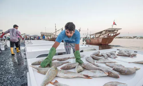 fisherman in ajman