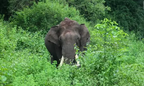 ആറളം ഫാം സ്കൂളിന് സമീപം കാട്ടാന; സുരക്ഷയൊരുക്കി വനപാലകർ ആറളം ഫാം സ്കൂളിന് സമീപം കാട്ടാന; സുരക്ഷയൊരുക്കി വനപാലകർ