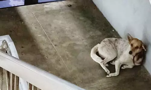 സൂ​ക്ഷി​ക്കു​ക, സി​വി​ല്‍ സ്‌​റ്റേ​ഷ​നി​ല്‍   നാ​യെ വ​ള​ർ​ത്തു​ന്നു​ണ്ട്