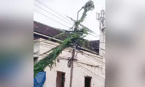 അ​പ​ക​ട ഭീ​ഷ​ണിയുയർത്തി വൈ​ദ്യു​തി തൂ​ണു​ക​ളി​ൽ പാ​ഴ്ചെ​ടി​ക​ൾ