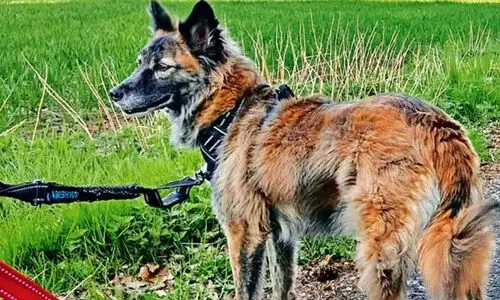 നായ്ക്കളുടെ വിസർജനത്തിനും ഇനി ഉടമകൾ ഉത്തരവാദികൾ; ചണ്ഡീഗഢിൽ അപകടകാരികളായ ഏഴ് ഇനങ്ങളെ നിരോധിച്ചു