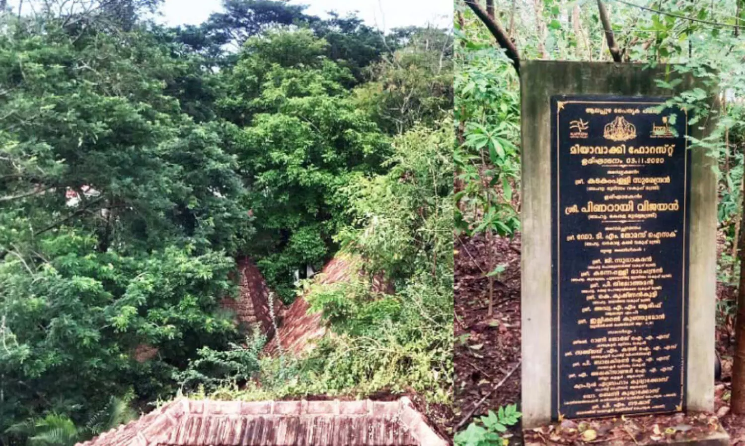 ആലപ്പുഴയിനി കാടില്ലാത്ത ജില്ലയല്ല; കടലോരത്ത്​ പ്രകൃതിയുടെ കുടയായി ‘ചെറുവനം’