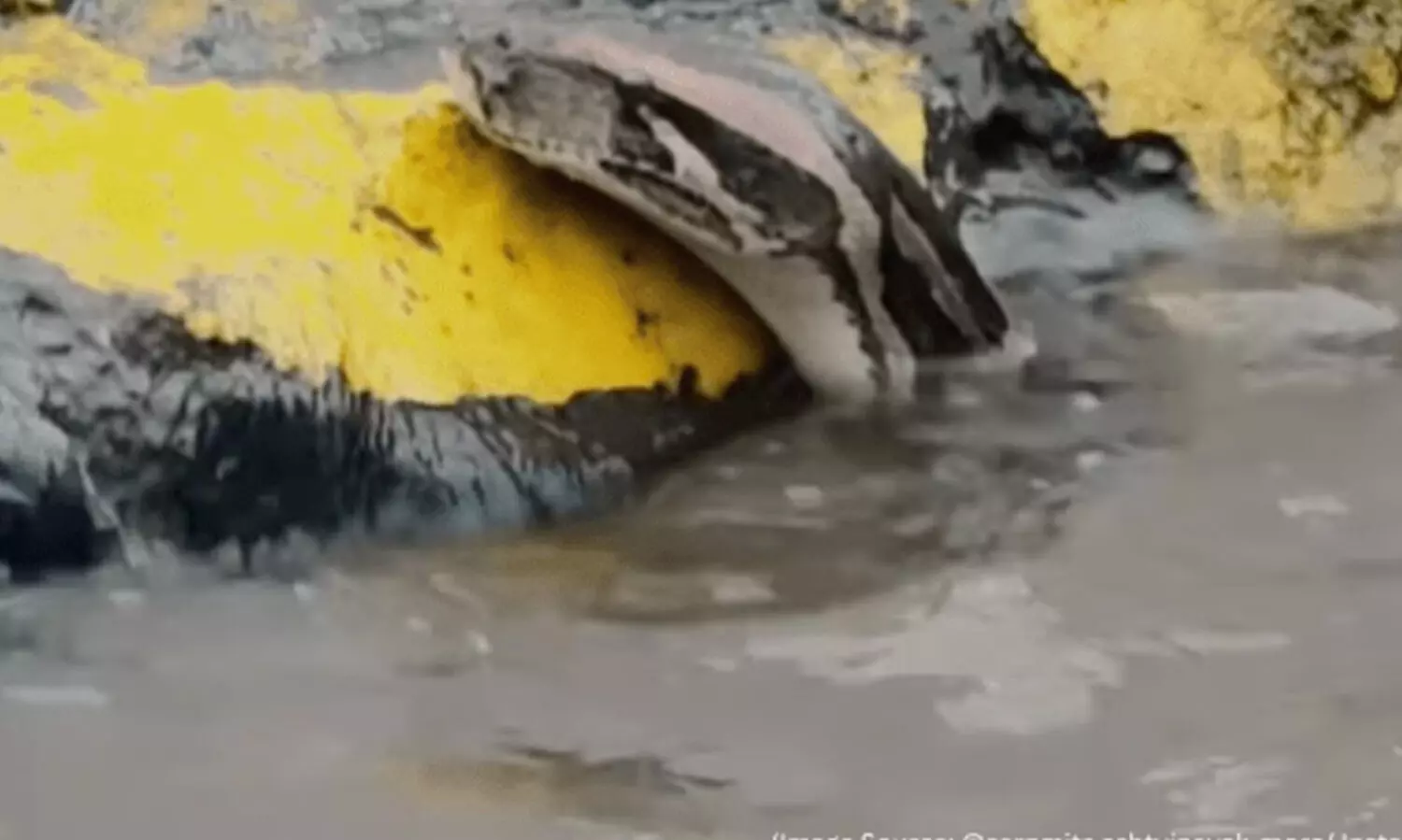 വെള്ളപ്പൊക്കത്തിൽ മുങ്ങിയ തെരുവിൽ കൂറ്റൻ പെരുമ്പാമ്പ്, വൈറലായി വിഡിയോ