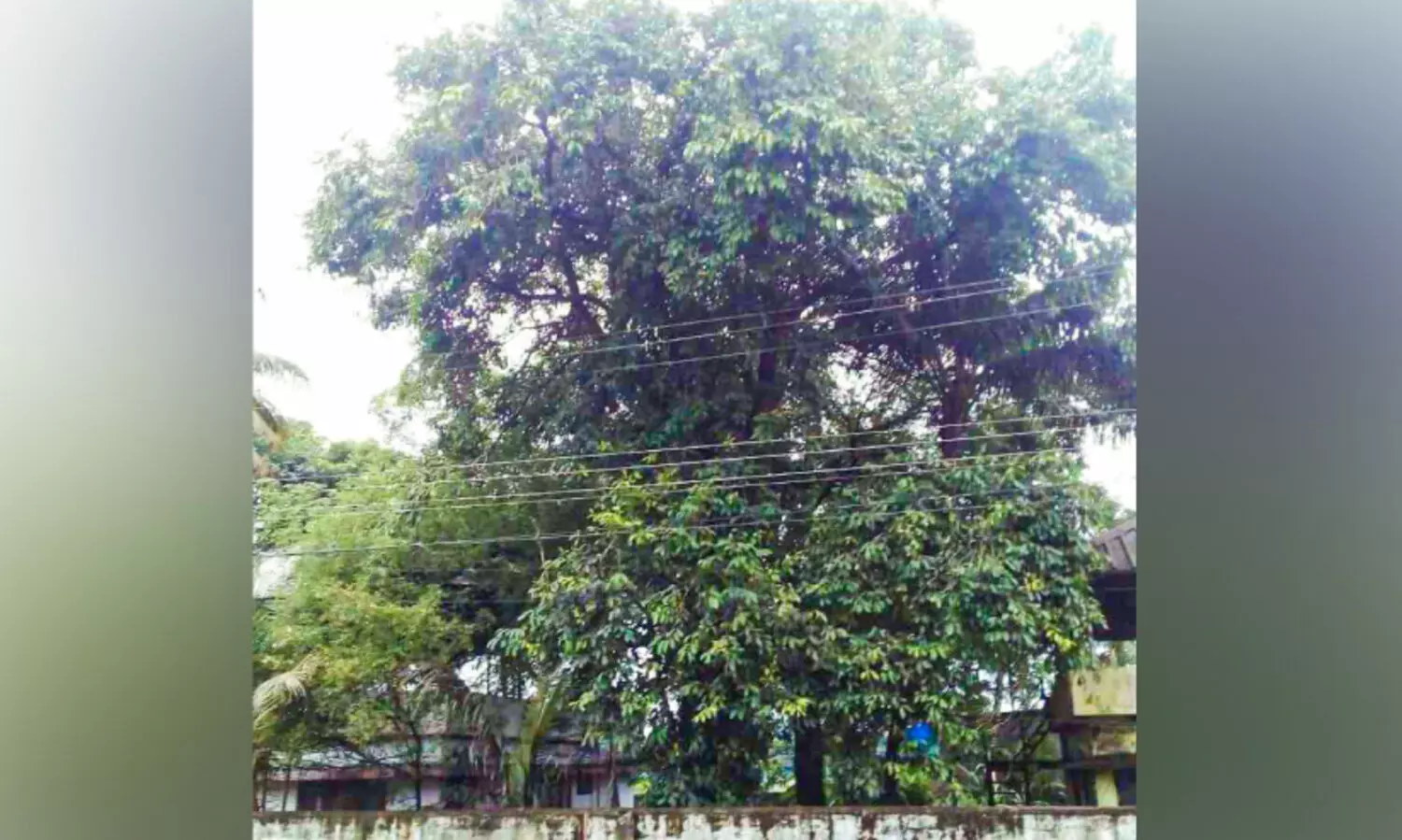 നാൽപ്പതു പിന്നിട്ട ​കൃഷി​ഭ​വ​ന്‍ വ​ള​പ്പി​ലെ ഞാ​വ​ല്‍ മധുരം