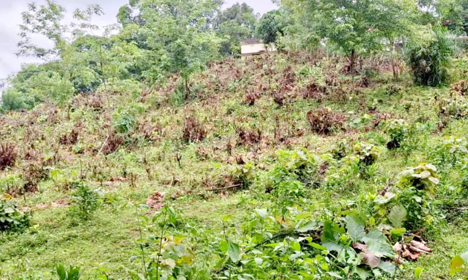 ജ​ല​ക്ഷാ​മ​വും മ​ണ്ണൊ​ലി​പ്പും; ശാ​സ്താം​പൂ​വം ഉ​ന്ന​തി​യി​ല്‍ ഹ​രി​ത​വ​ത്ക​ര​ണ പ​ദ്ധ​തി ന​ട​പ്പാ​ക്കു​ന്നു