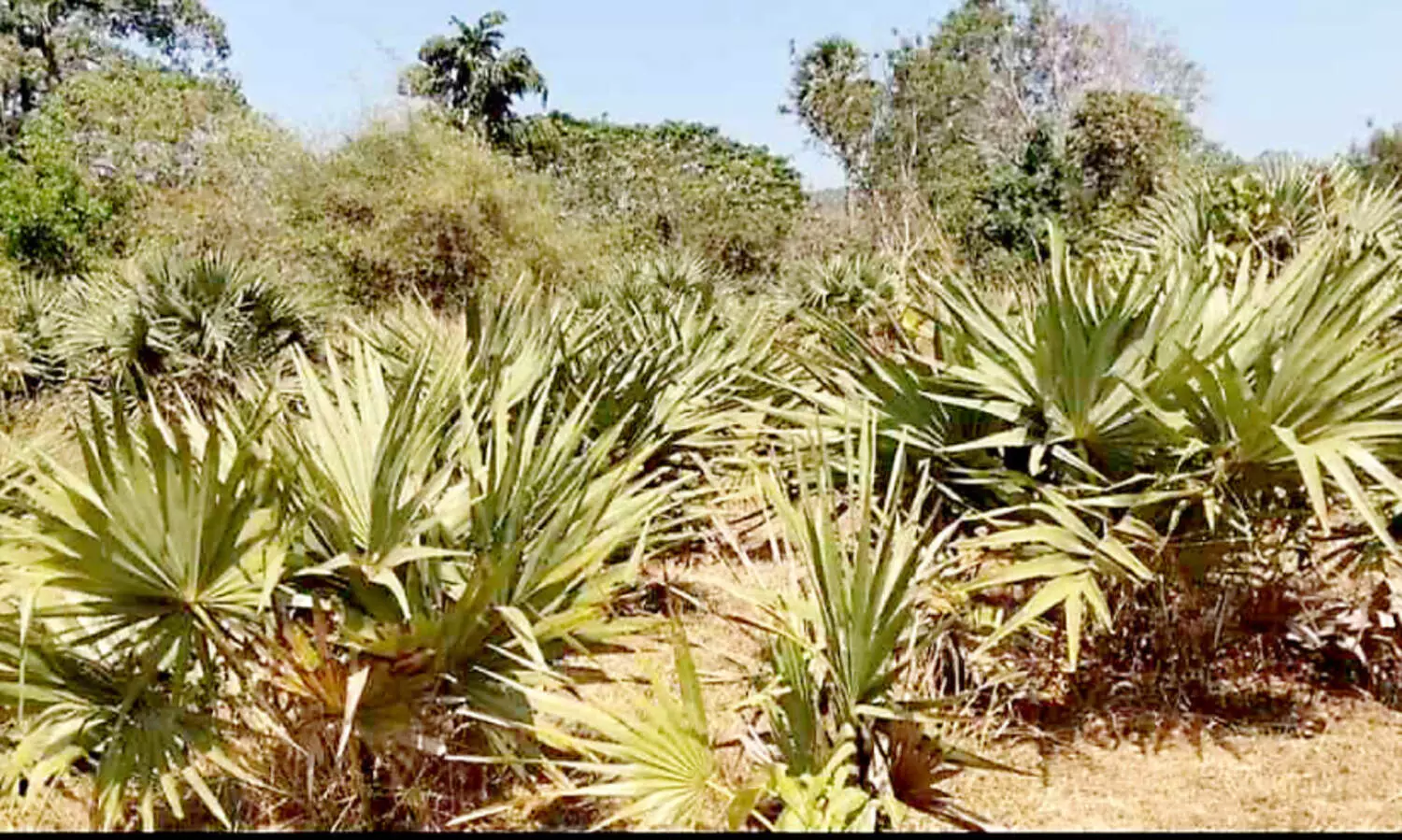 പ​ച്ച​പ്പി​ന്റെ തോ​ഴ​നി​ല്ലാ​ത്ത പ​രി​സ്ഥി​തി​ദി​നം; ക​ല്ലൂ​ർ ബാ​ല​ന്റെ അ​ഭാ​വ​ത്തി​ൽ ആ​ദ്യ പ​രി​സ്ഥി​തി ദി​നം