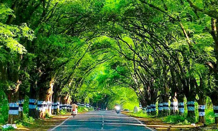 ഈ മനോഹര കാഴ്ച നിലനിന്നത് നാടിന്റെ ഇടപെടലിൽ | cut down of trees which ...