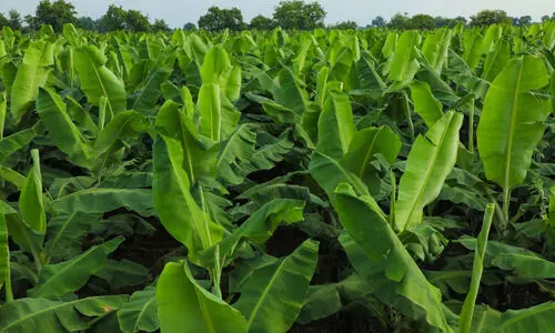 മഴയാണ്, വാഴകൾക്കും വേണം അൽപം ശ്രദ്ധ