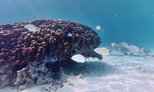 അ​ൽ ഹാ​ല ദ്വീ​പ്;സു​ന്ദ​രം ഈ ​പ്ര​കൃ​തി പ്ര​തി​ഭാ​സം