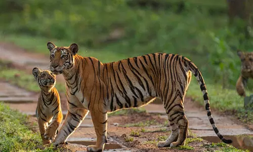 നാ​ഗ​ർ​ഹോ​ളെ ക​ടു​വ സ​ങ്കേ​തം സ​ഫാ​രി സ​മ​യം കൂ​ട്ടി; നി​ര​ക്കും