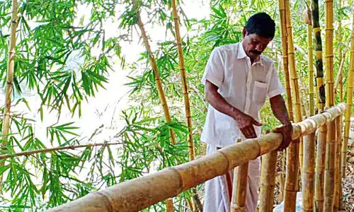 ദാമോദരന്റെ മുളഞ്ചോലയിൽ ഇരുവഴിഞ്ഞിപ്പുഴയോരം സുരക്ഷിതം