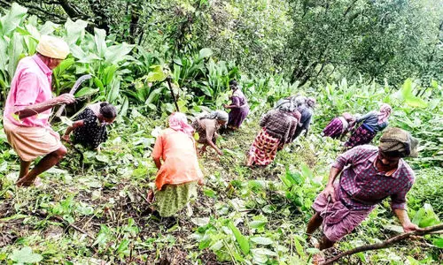 നാട്ടിലിറങ്ങി കാട്ടാനകൾ, പ്രതിരോധത്തിന്​ വനം   വകുപ്പിനൊപ്പം നാട്ടുകാരും; ര​ണ്ട്​ കി​ലോ​മീ​റ്റ​ർ ദൂ​ര​ത്തി​ൽ വ​നം വ​കു​പ്പ് വൈ​ദ്യു​തി വേ​ലി സ്ഥാ​പി​ക്കു​ന്നു