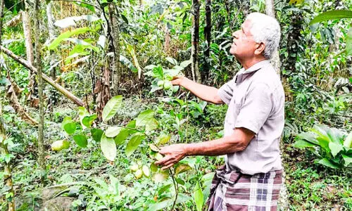 ‘പ്രാകൃതം’; ഈ 65 സെന്‍റിൽ വിളയുന്നു​ നാനൂറിലധികം ഫലവൃക്ഷങ്ങൾ