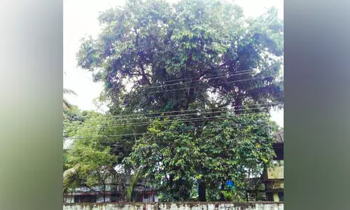 നാൽപ്പതു പിന്നിട്ട ​കൃഷി​ഭ​വ​ന്‍ വ​ള​പ്പി​ലെ ഞാ​വ​ല്‍ മധുരം