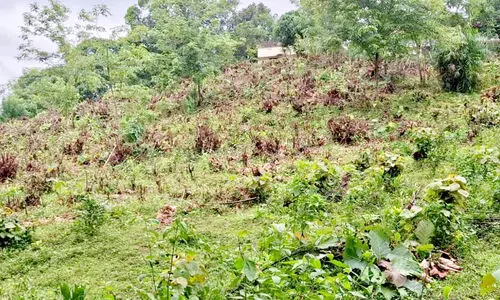 ജ​ല​ക്ഷാ​മ​വും മ​ണ്ണൊ​ലി​പ്പും; ശാ​സ്താം​പൂ​വം ഉ​ന്ന​തി​യി​ല്‍ ഹ​രി​ത​വ​ത്ക​ര​ണ പ​ദ്ധ​തി ന​ട​പ്പാ​ക്കു​ന്നു