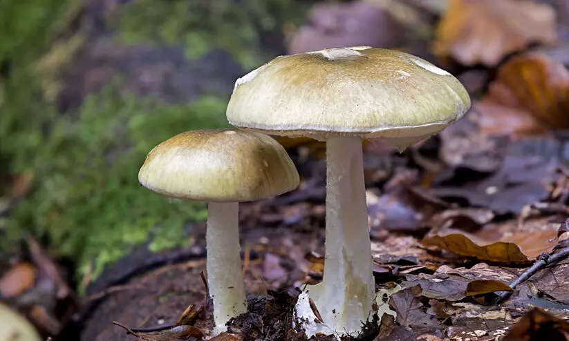 വിഷ കൂൺ പാകം ചെയ്തു കഴിച്ചു; താമരശ്ശേരി സ്വദേശികളായ ആറ് പേർ ആശുപത്രിയിൽ