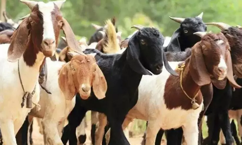 പൊതു ഇടങ്ങളിൽ മൃഗബലിയും കശാപ്പ് ചെയ്യുന്ന വിഡിയോകൾ പ്രചരിപ്പിക്കുന്നതും വിലക്കി ഡൽഹി