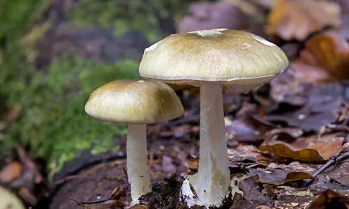 വിഷ കൂൺ പാകം ചെയ്തു കഴിച്ചു; താമരശ്ശേരി സ്വദേശികളായ ആറ് പേർ ആശുപത്രിയിൽ