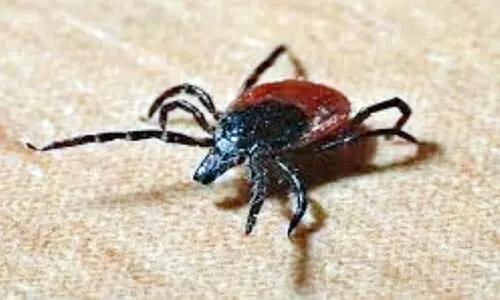 പെ​രു​ന്നാ​ളി​ന് ക​ന്നു​കാ​ലി​ക​ളു​മാ​യി ഇ​ട​പ​ഴ​ക​ൽ; ക്രി​മി​യ​ൻ-​കോം​ഗോ ഹെ​മ​റേ​ജി​ക് ഫീ​വ​റി​നെ​തി​രെ മു​ൻ​കര​ുത​ൽ വേ​ണം