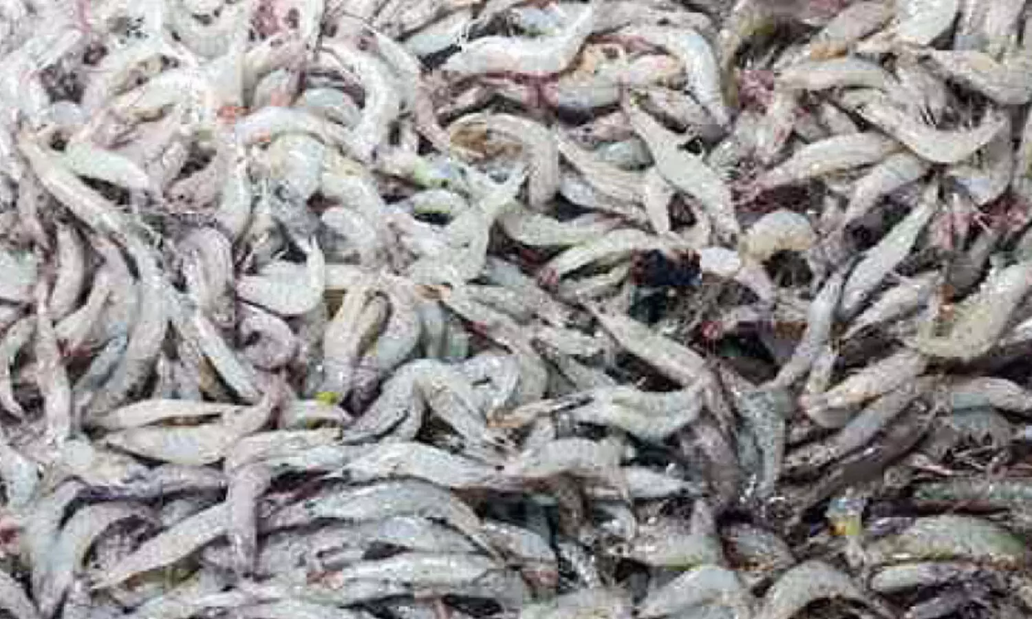 തെള്ളിച്ചെമ്മീന് വിലയില്ല: കായൽ മത്സ്യത്തൊഴിലാളികൾ ദുരിതത്തിൽ