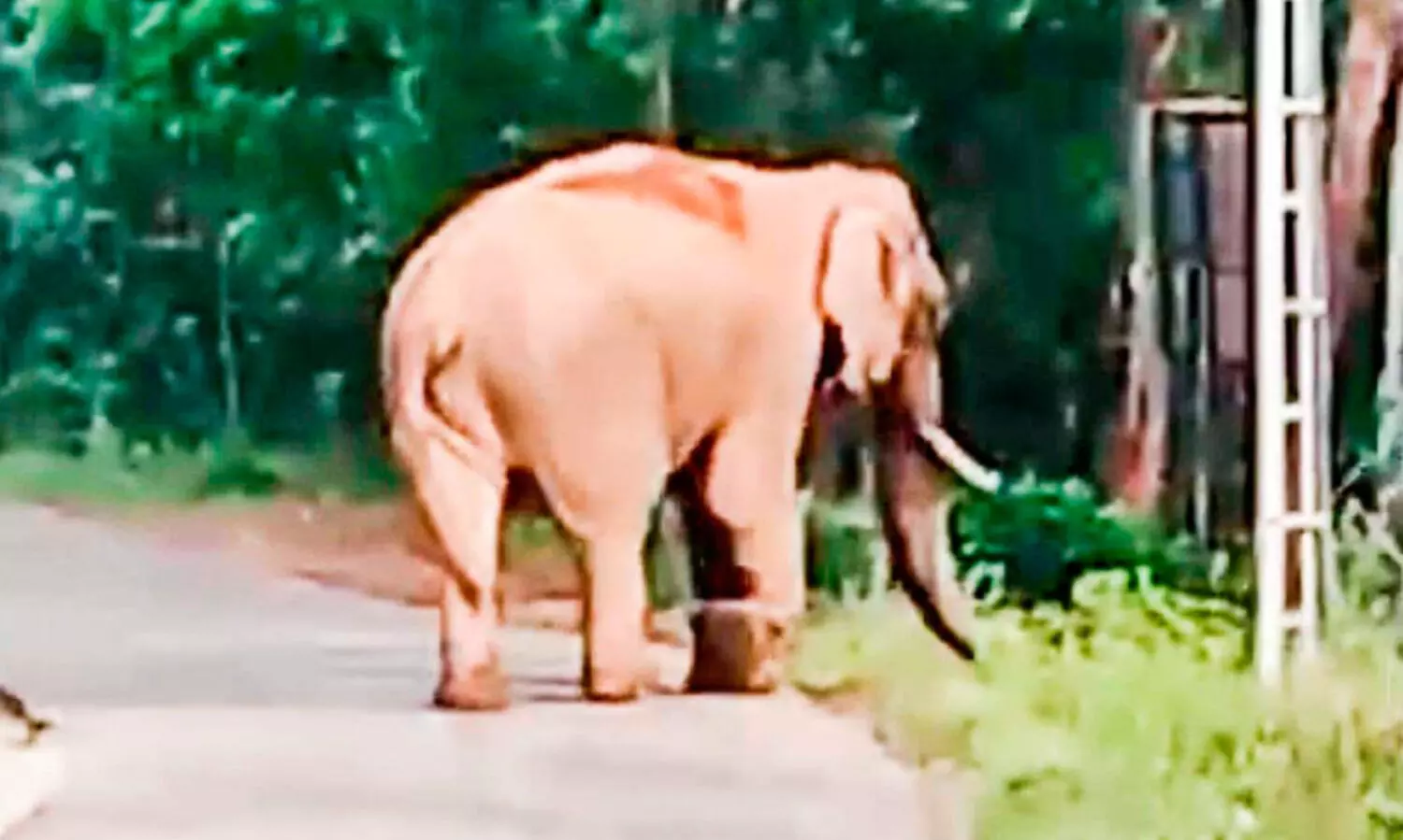 കാന്തല്ലൂരിലെ ജനവാസ മേഖലയിൽ നിന്ന്​ കാട്ടാനകളെ തുരത്താൻ ശ്രമം