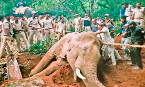 സി​ദ്ധാ​പു​ര​യി​ൽ മൂ​ന്നു ദി​വ​സം ഭീ​തി പ​ര​ത്തി​യ കാ​ട്ടാ​ന​യെ ത​ള​ച്ചു