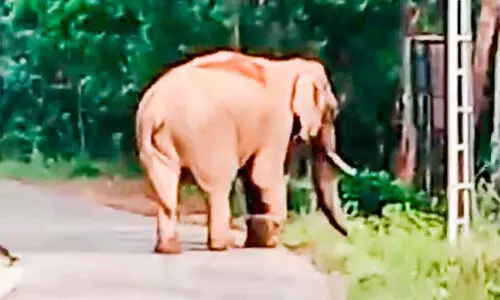 കാന്തല്ലൂരിലെ ജനവാസ മേഖലയിൽ നിന്ന്​ കാട്ടാനകളെ തുരത്താൻ ശ്രമം