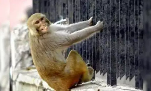 മധുരയിൽ ക്ഷേത്രത്തിലെത്തിയ ഭക്തന്‍റെ 20 ലക്ഷം വില വരുന്ന ആഭരണങ്ങൾ കുരങ്ങ് തട്ടിപ്പറിച്ചു