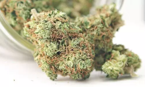 ഇരട്ടയാർ പഞ്ചായത്തംഗം ഉൾപ്പെടെ മൂന്നുപേർ ഏഴുകിലോ കഞ്ചാവുമായി അറസ്റ്റിൽ