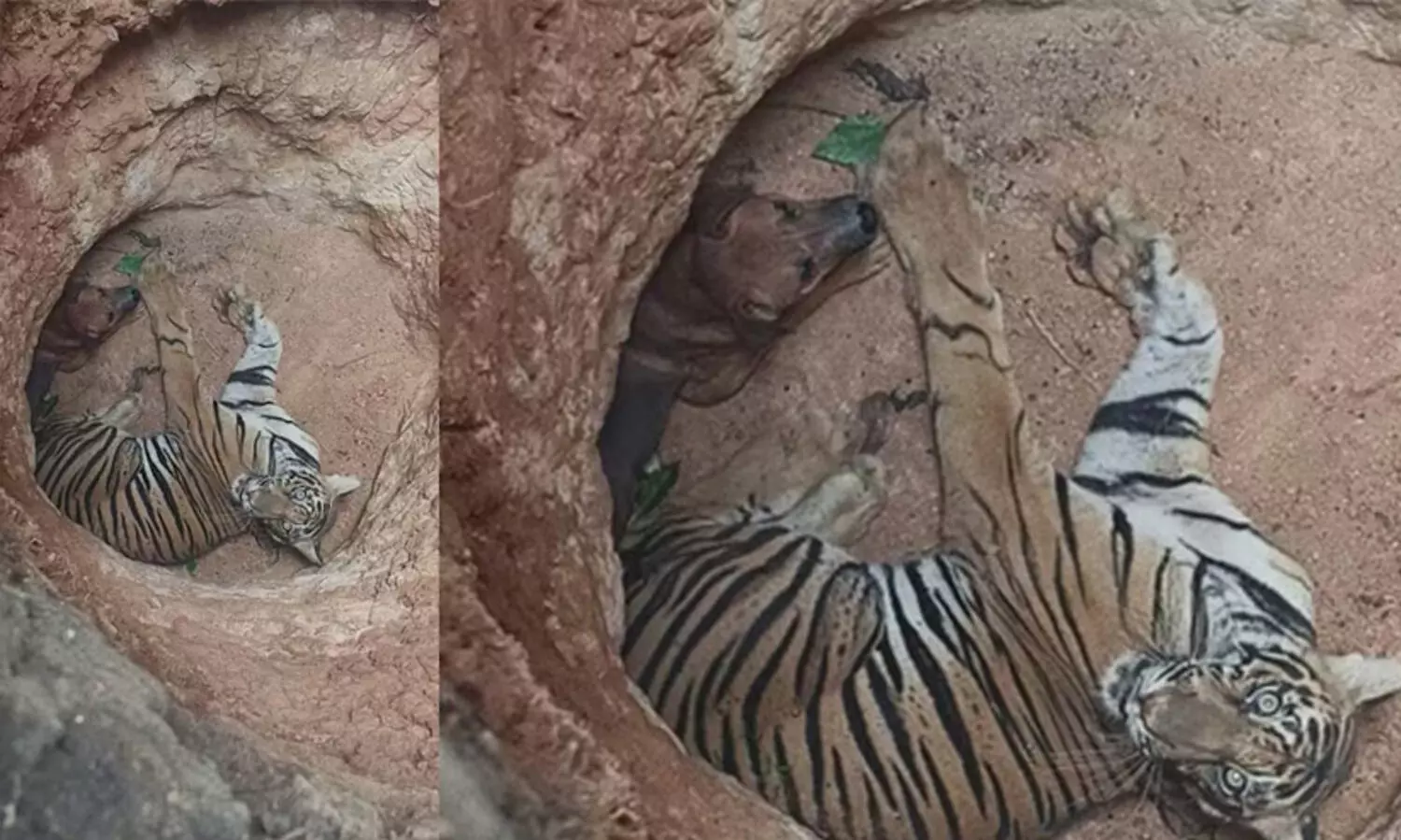 ഒരേ കുഴിയിൽ കടുവയും നായയും; നായയെ വേട്ടയാടുന്നതിനിടെ കടുവ കുഴിയിൽ വീണു