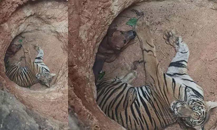 ഒരേ കുഴിയിൽ കടുവയും നായയും; നായയെ വേട്ടയാടുന്നതിനിടെ കടുവ കുഴിയിൽ വീണു ഒരേ കുഴിയിൽ കടുവയും നായയും; നായയെ വേട്ടയാടുന്നതിനിടെ കടുവ കുഴിയിൽ വീണു