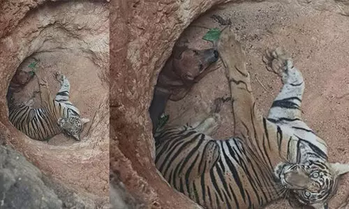 ഒരേ കുഴിയിൽ കടുവയും നായയും; നായയെ വേട്ടയാടുന്നതിനിടെ കടുവ കുഴിയിൽ വീണു