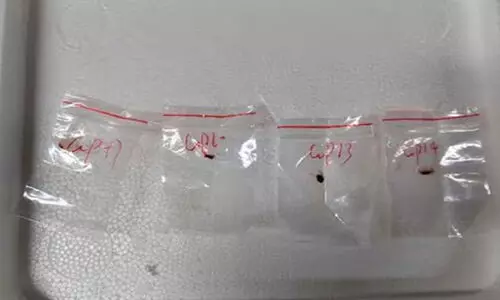 അപകടകാരികളായ ഫംഗസുകൾ കടത്തിയതിന് ചൈനീസ് ഗവേഷകർ അമേരിക്കയിൽ അസ്റ്റിലായ സംഭവം; ചൈനയെ കരുതിയില്ലെങ്കിൽ കോവിഡിനെക്കാൾ ഗുരുതര സ്ഥിതി വിശേഷം ഉണ്ടാകുമെന്ന് വിദഗ്ധരുടെ മുന്നറിയിപ്പ്