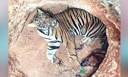 ശത്രുക്കൾ, മിത്രങ്ങൾ!..   മണിക്കൂറുകളോളം ഒരുമിച്ചു കഴിഞ്ഞിട്ടും പരസ്പരം ആക്രമിക്കാതെ  കുഴിയിൽ കുടുങ്ങിയ കടുവയും നായും