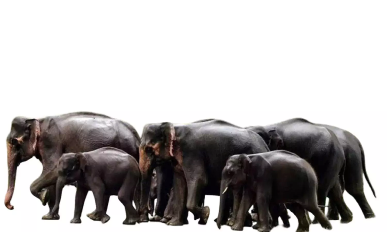 നാ​ട്ടു​വ​ഴി​ക​ളി​ൽ പ​ക​ൽ കാ​ട്ടാ​ന​ക്കൂ​ട്ടം; ഭ​യ​ന്ന്​ ജ​നം