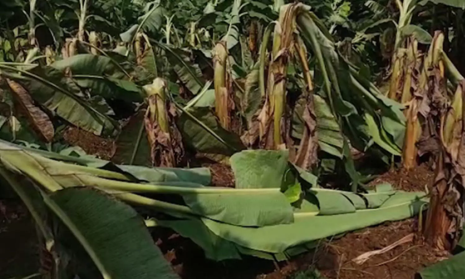 മ​ഴ ച​തി​ച്ച​ത്​ 22,986 ക​ർ​ഷ​ക​രെ; ന​ശി​ച്ച​ത്​ 31 കോ​ടി​യു​ടെ വി​ള​ക​ൾ; ഏ​റ്റ​വു​മ​ധി​കം ന​ഷ്ടം​ ഹ​രി​പ്പാ​ട്​ ബ്ലോ​ക്കി​ൽ