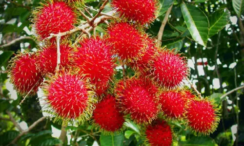 കാലാവസ്ഥ ചതിച്ചു; കൊഴിഞ്ഞുവീണ്​ റമ്പൂട്ടാൻ; പ്ര​തി​സ​ന്ധി​യാ​യി ക​ന​ത്ത വേ​ന​ൽ മ​ഴ​യും നേ​ര​ത്തെ എ​ത്തി​യ കാ​ല​വ​ർ​ഷ​വും