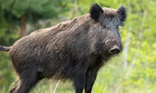 കാട്ടുപന്നിയെ ക്ഷുദ്രജീവിയായി പ്രഖ്യാപിക്കണമെന്ന ആവശ്യം തള്ളി കേന്ദ്രസർക്കാർ