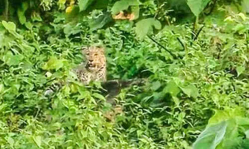 പ്ലാന്റേഷനിലെ പുലി; വനംവകുപ്പ് നിരീക്ഷണം ഊർജിതം