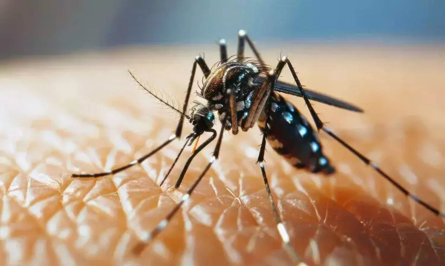 ഡെങ്കിപ്പനി വ്യാപനം; ഒ​രാ​ഴ്ച​ക്കി​ടെ 50ല​ധി​കം പേ​ർ​ക്ക്​ രോ​ഗം സ്ഥി​രീ​ക​രി​ച്ചു