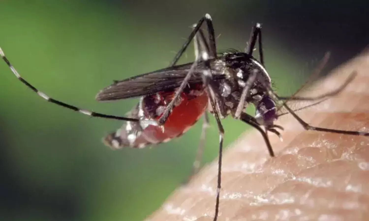 ‘ഡെങ്കിപ്പനിക്കെതിരെ ജാഗ്രത പുലർത്തണം’