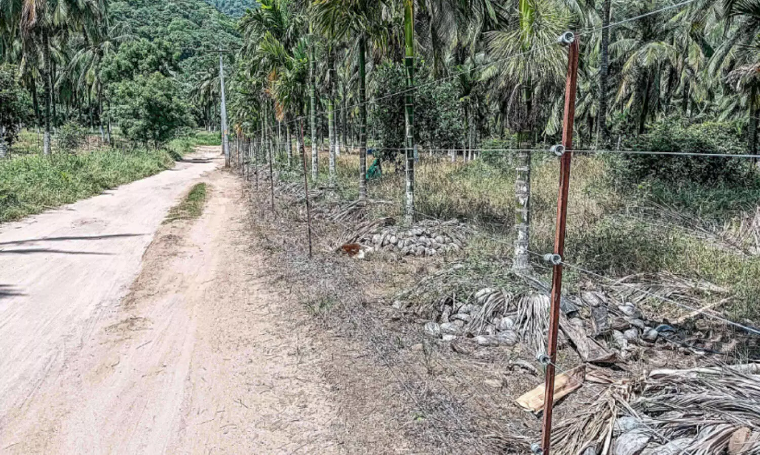 വേ​ലി​ക​ളി​ൽ ഉ​യ​ർ​ന്ന വോ​ൾ​ട്ടേ​ജി​ൽ വൈ​ദ്യു​തി ക​ട​ത്തി​വി​ടു​ന്ന​ത് വ്യാ​പ​കം