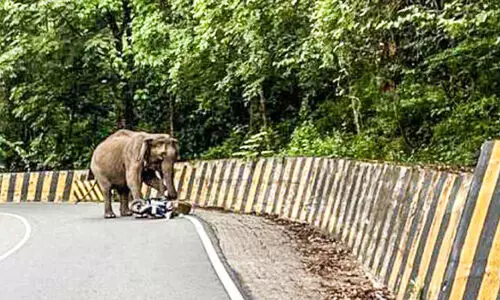 നാ​ടു​കാ​ണി ചു​ര​ത്തി​ൽ സ്കൂ​ട്ട​ർ യാ​ത്രി​ക​ന് നേ​രെ കാ​ട്ടാ​ന​യു​ടെ പ​രാ​ക്ര​മം