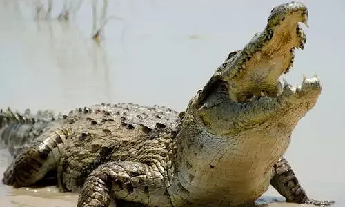 സുഹൃത്തുക്കളോടൊപ്പം മീൻ പിടിക്കാൻ പോയ യുവാവ് മുതലയുടെ ആക്രമണത്തിൽ കൊല്ലപ്പെട്ടു