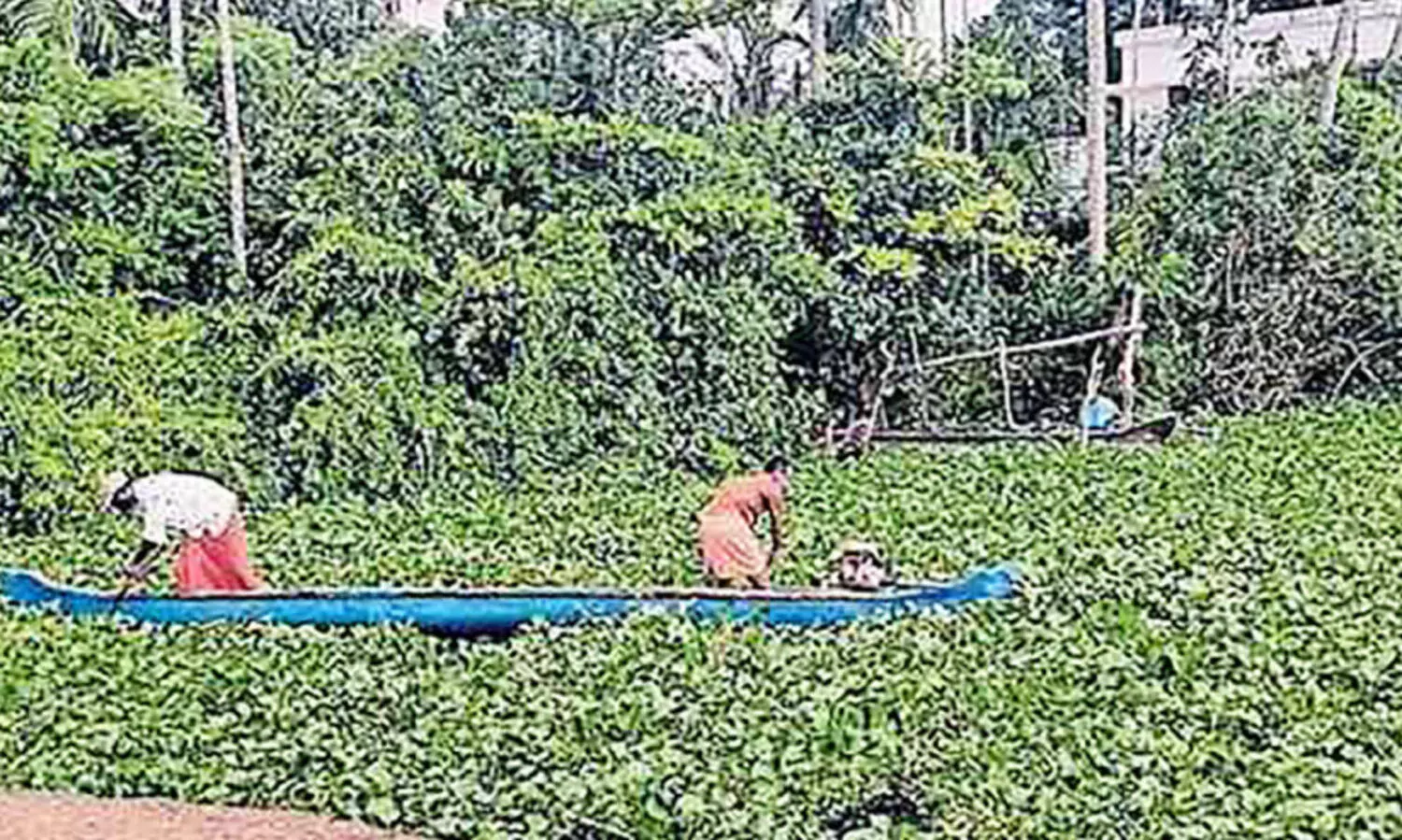 വേമ്പനാട്ടുകായലിൽ പായൽ; മത്സ്യത്തൊഴിലാളികൾ ദുരിതത്തിൽ