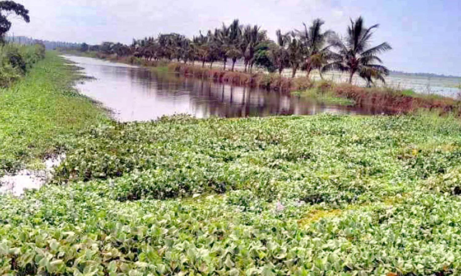 പു​ള്ള് ക​നാ​ലി​ൽ ച​ണ്ടി​യും കു​ള​വാ​ഴ​യും നി​റ​ഞ്ഞു; വെ​ള്ള​പ്പൊ​ക്ക ഭീ​ഷ​ണി