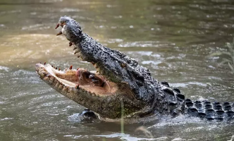 സുഹൃത്തുക്കൾക്കൊപ്പം പുഴയിൽ മീൻ പിടിക്കാൻ പോയ യുവാവിനെ മുതല കടിച്ചുകൊന്നു സുഹൃത്തുക്കൾക്കൊപ്പം പുഴയിൽ മീൻ പിടിക്കാൻ പോയ യുവാവിനെ മുതല കടിച്ചുകൊന്നു