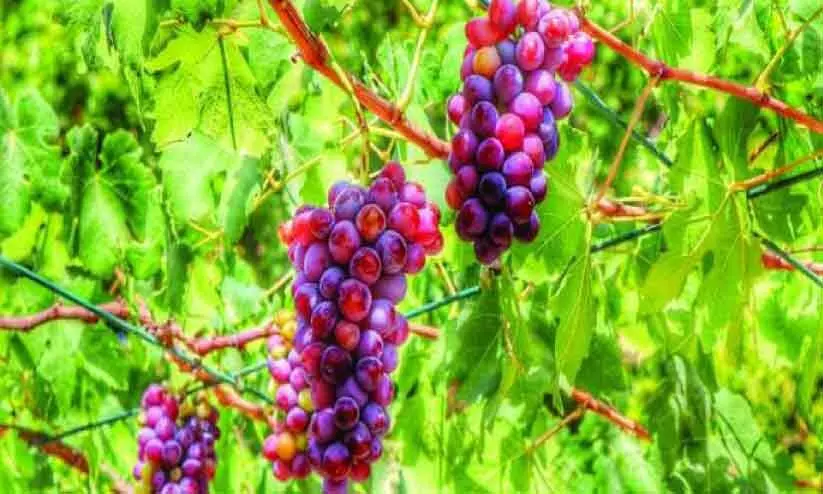 വടക്കൻ ശർഖിയ മുന്തിരി ഉത്സവം 16 മുതൽ വടക്കൻ ശർഖിയ മുന്തിരി ഉത്സവം 16 മുതൽ