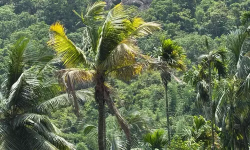 നാളികേരം; വിലയിൽ കുതിപ്പ്, രോഗബാധയിൽ കിതപ്പ്